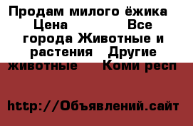 Продам милого ёжика › Цена ­ 10 000 - Все города Животные и растения » Другие животные   . Коми респ.